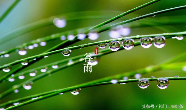 今日谷雨｜正好清明连谷雨，一杯香茗坐其间