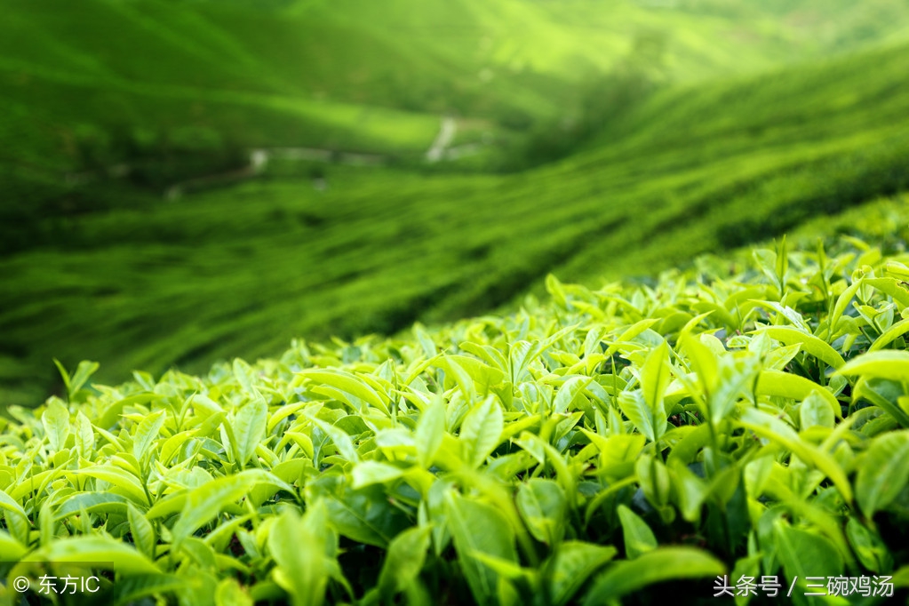 谷雨：春风杨柳絮，天点纷林际，好一番似虚如梦的春景！
