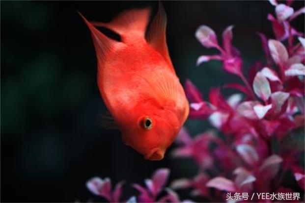 硝化细菌大量死亡的原因,过滤器关闭后多久硝化细菌死亡