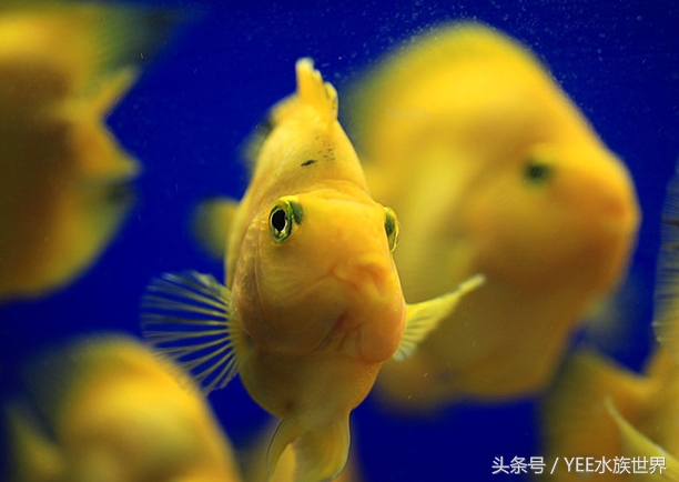 硝化细菌大量死亡的原因,过滤器关闭后多久硝化细菌死亡