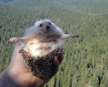 家里养刺猬对风水有什么影响,养刺猬的体验