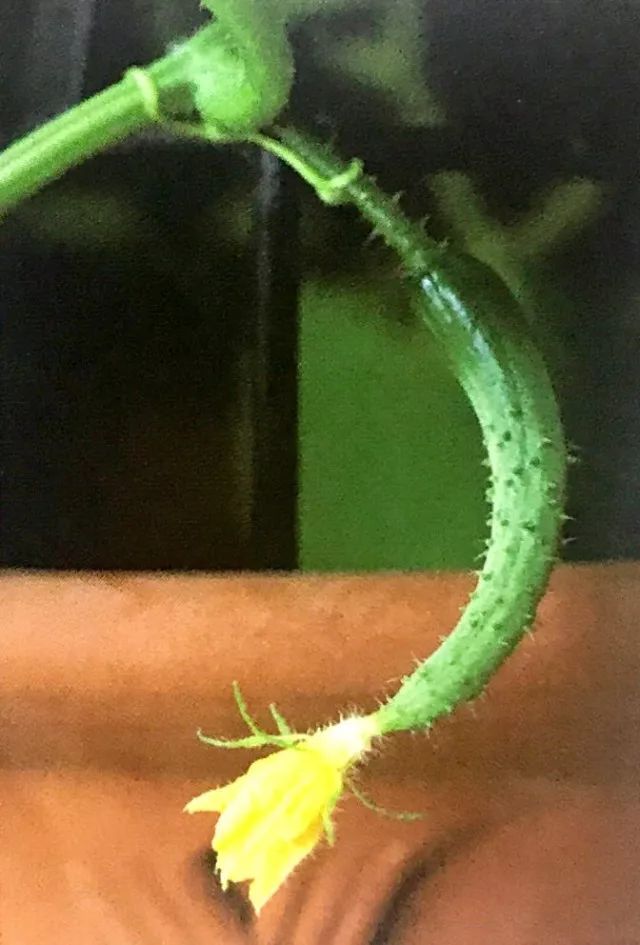 水黄瓜用总浇水吗,水培种植黄瓜的方法