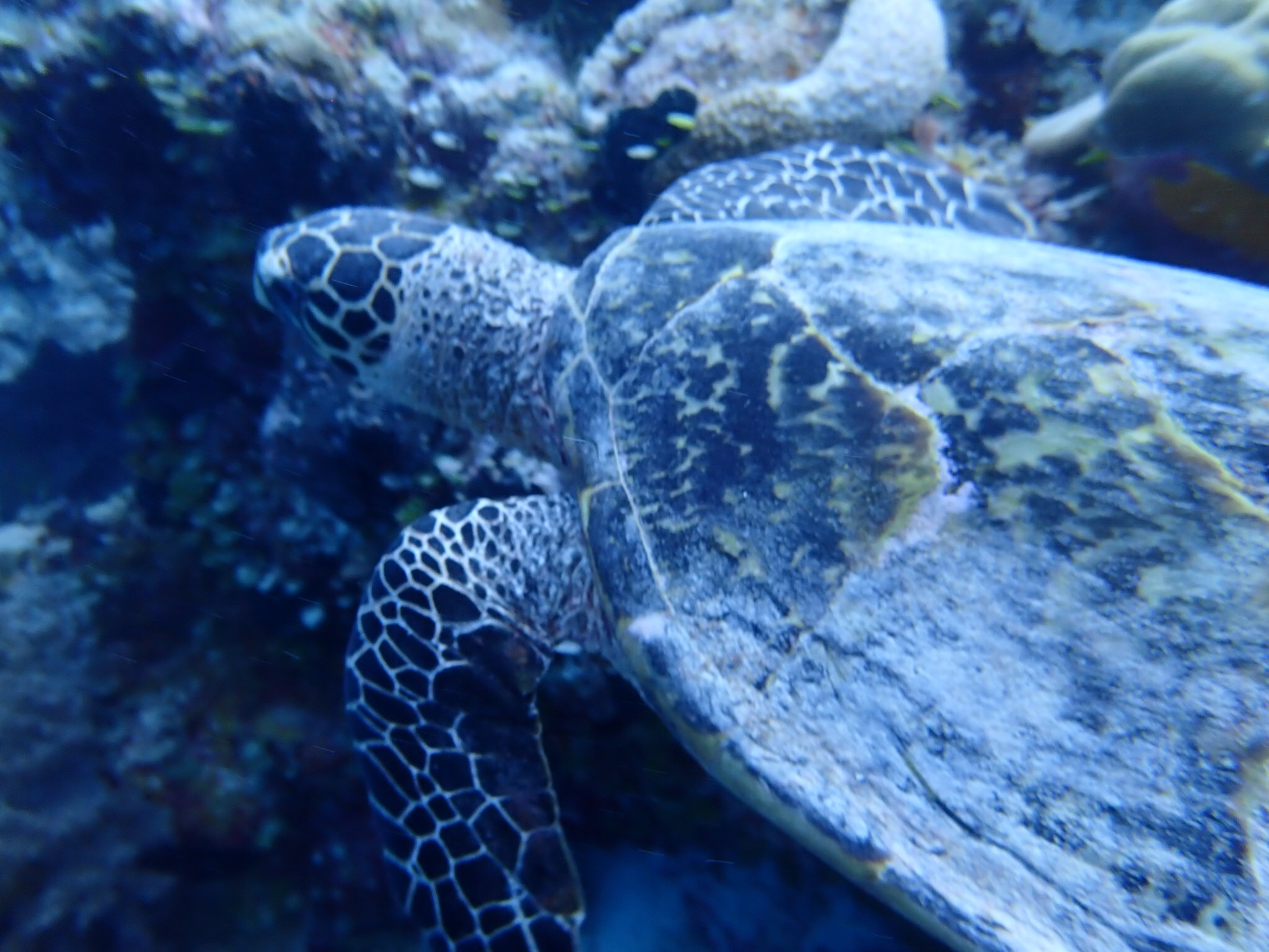 距离中国4小时的落地签海岛国家帕劳怎么玩？果冻的蓝色大海！