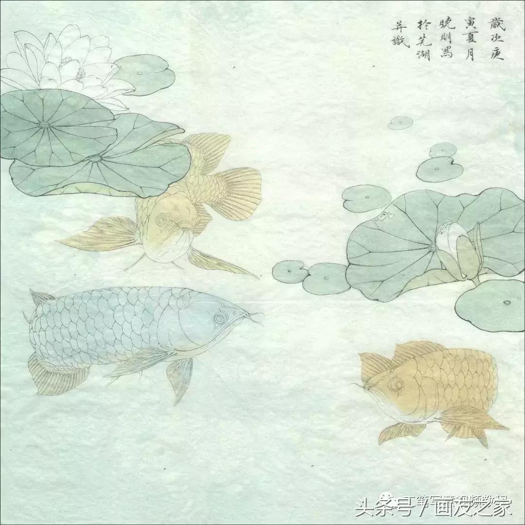 李晓明《睡莲金龙鱼》绘制步骤，超赞！