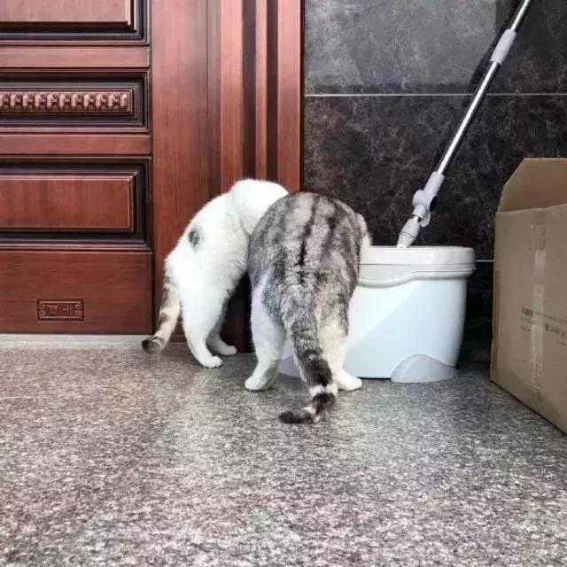 猫咪的怪癖视频,猫咪的怪癖是什么意思