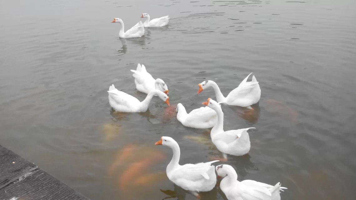 我的母校，位于四川绵阳得西南科技大学，那些迷人得景色