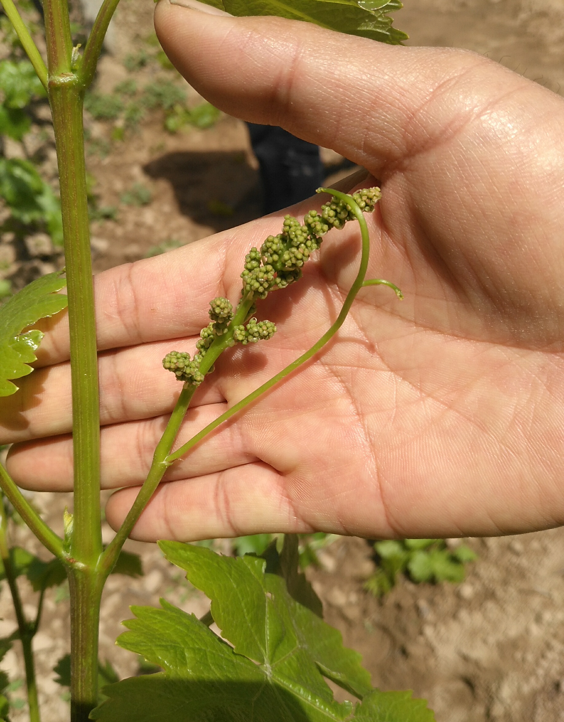 葡萄花穗不多而且很小是怎么回事,葡萄花穗少是什么原因