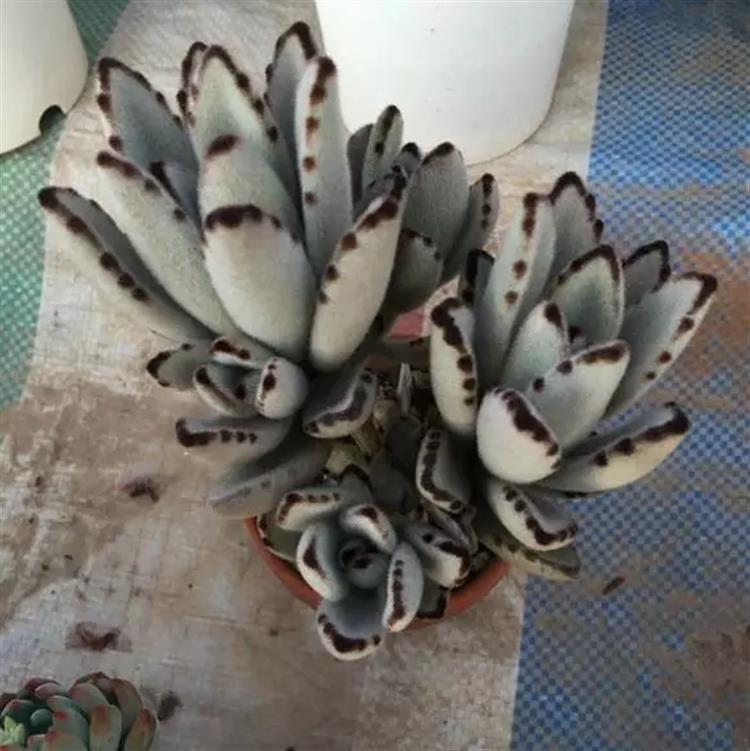 多肉居然能有这么顽强的生存,多肉可以养成什么样的小萌物