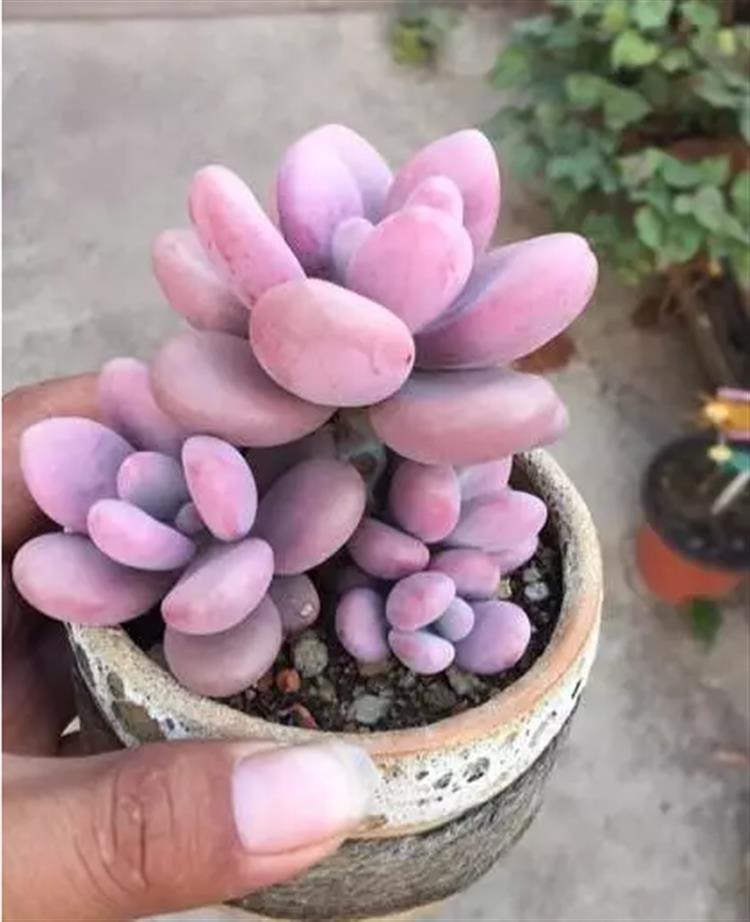 多肉居然能有这么顽强的生存,多肉可以养成什么样的小萌物