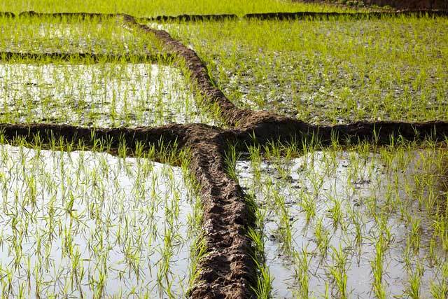 水田的优缺点及解决方案,农业灌溉问题