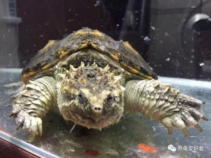 龟断尾后怎么处理,龟断尾和磨损的区别