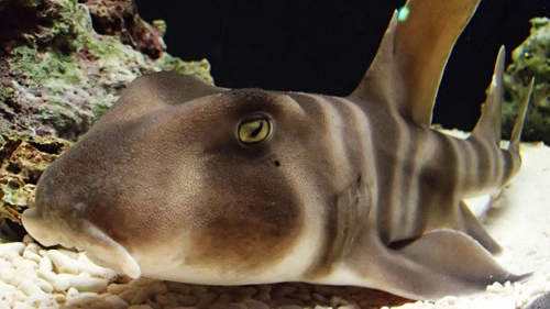 海边游玩鲨鱼,海边游玩注意事项