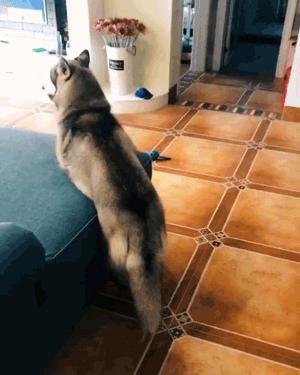 犬瘟后遗症哈士奇,哈士奇犬瘟的症状及治疗方法图片