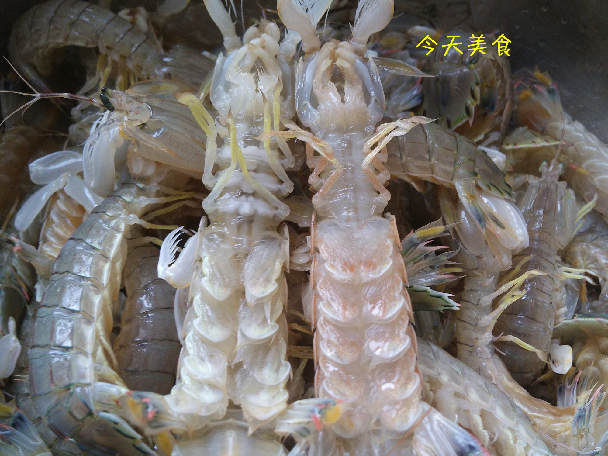 6月的皮皮虾好吃么,带皮吃的椒盐皮皮虾