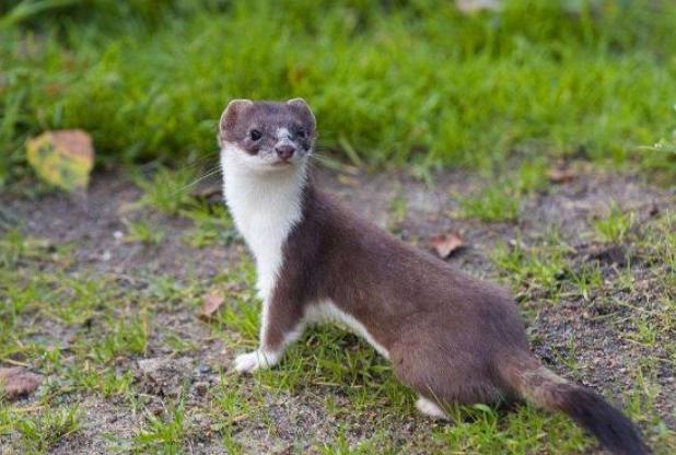 家里进黄鼠狼能不能打死,黄鼠狼进老人屋是什么兆头