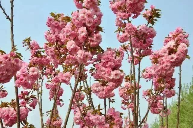 四月飘雪缘是樱，蓝调庄园晚樱盛景正当时！