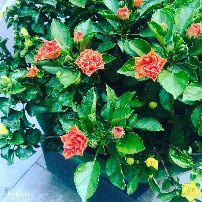 听湄公河的水潮声（未完，待续）