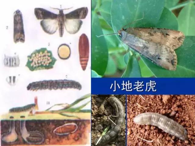 常见害虫有哪些图片大全,常见38种害虫图片及名称及防治