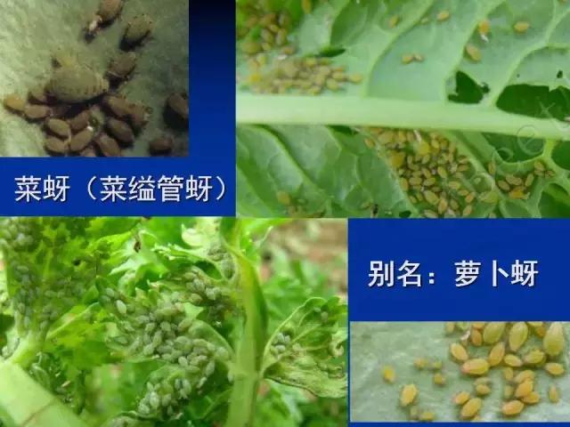 常见害虫有哪些图片大全,常见38种害虫图片及名称及防治