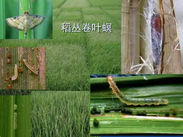 常见害虫有哪些图片大全,常见38种害虫图片及名称及防治