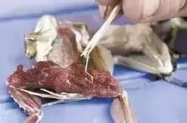 生吃它可以强身健体?这些“民间偏方”真是分分钟要人命!