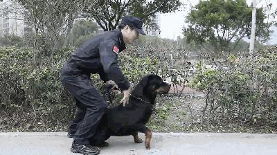 走进神秘警犬基地！解密“神犬”是怎样炼成的……