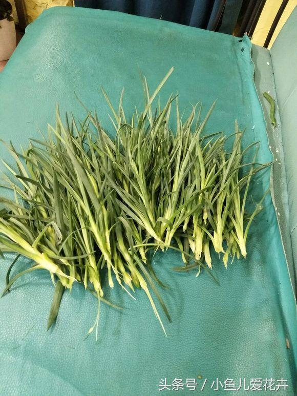 花农教你种月季,花农养花秘诀