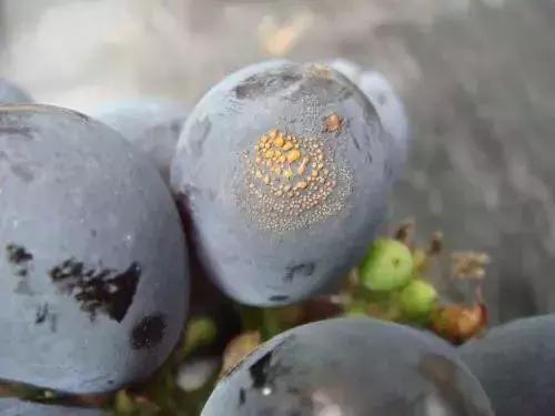 马蹄葡萄病虫害防治图谱,葡萄叶片病害数据集