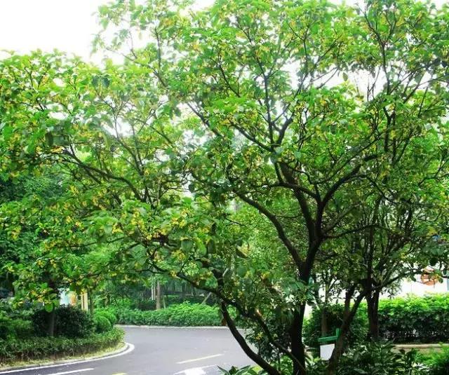 庭院风水知识100条,庭院风水知识