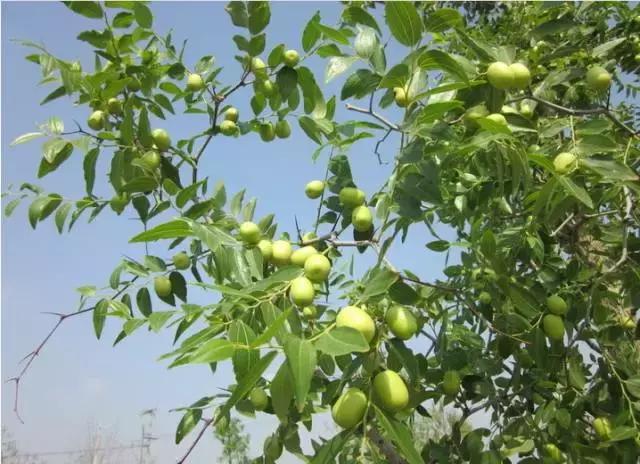 庭院风水知识100条,庭院风水知识