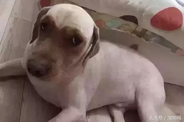 如何让金毛成为拉布拉多,金毛变装霸气视频