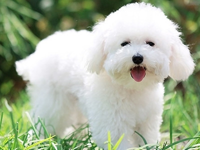 卷毛比熊能值多少钱,卷毛比熊有什么颜色