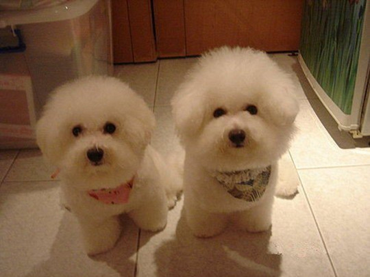 卷毛比熊能值多少钱,卷毛比熊有什么颜色