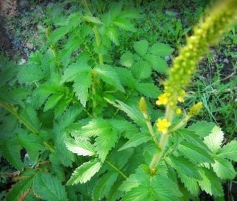 农村最常见最有药用价值的草,农村常见药用价值的草