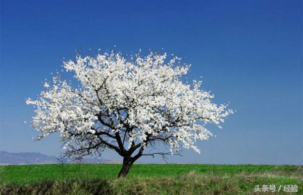 樱花树移栽全年养护方案,盆栽樱花树教程视频