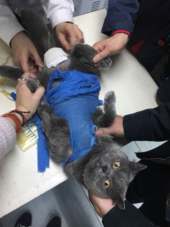 公猫尿道造口术后增生怎么办？