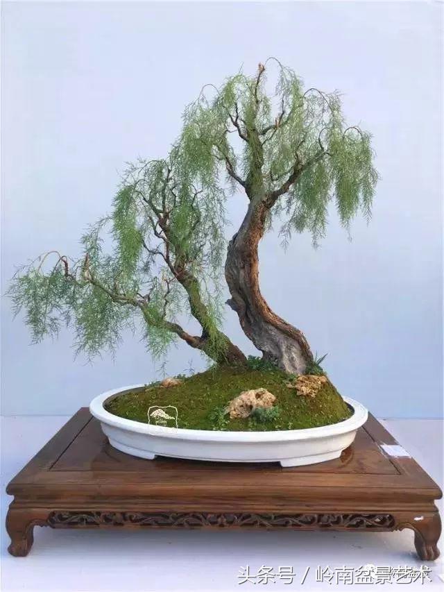 双杆罗汉松树盆景造型,双斜杆盆景