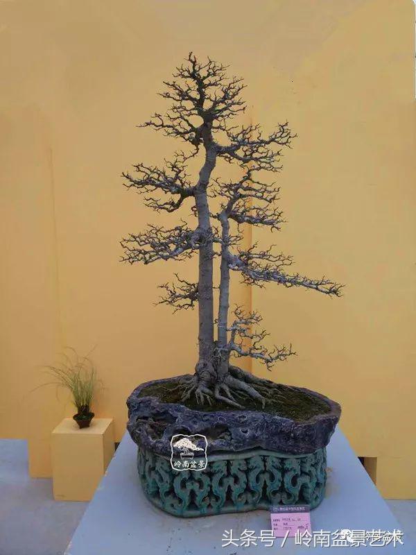 双杆罗汉松树盆景造型,双斜杆盆景