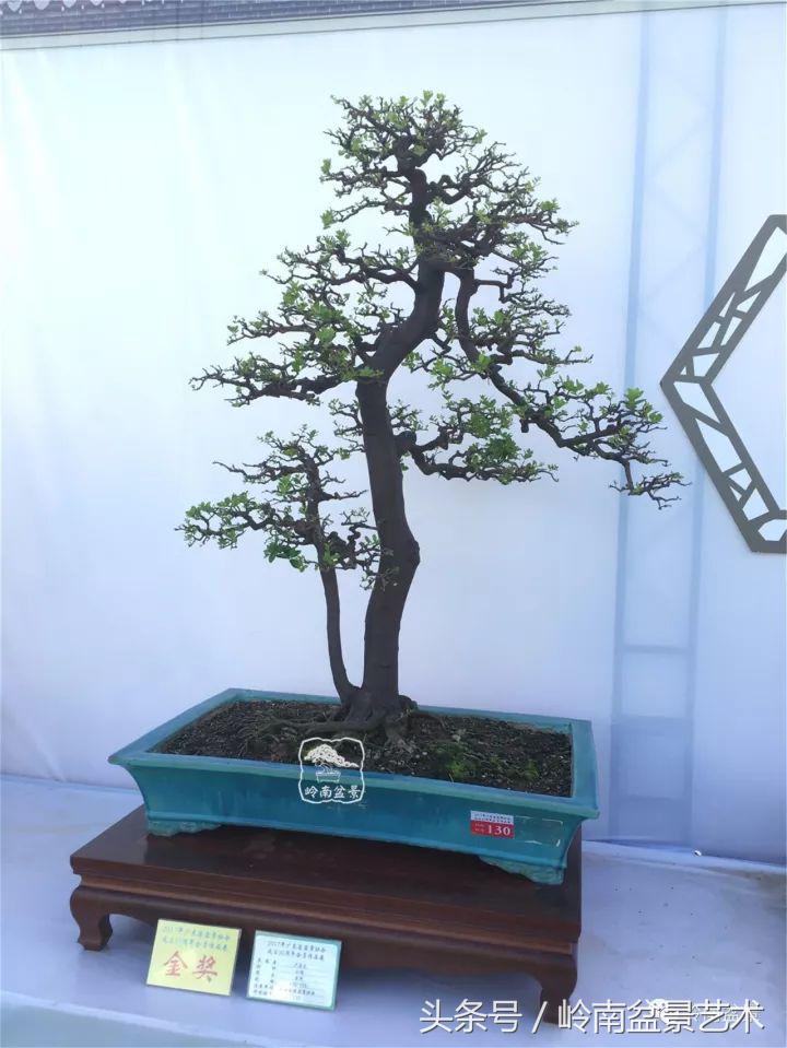 双杆罗汉松树盆景造型,双斜杆盆景