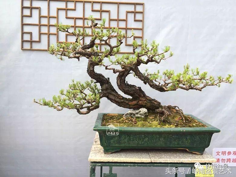 双杆罗汉松树盆景造型,双斜杆盆景