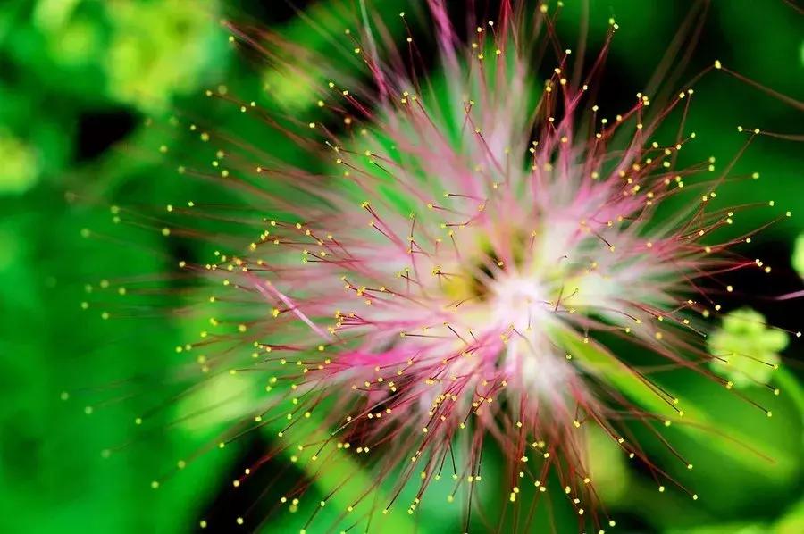 家里养的花多有助睡眠吗,卧室要养的4种睡眠花