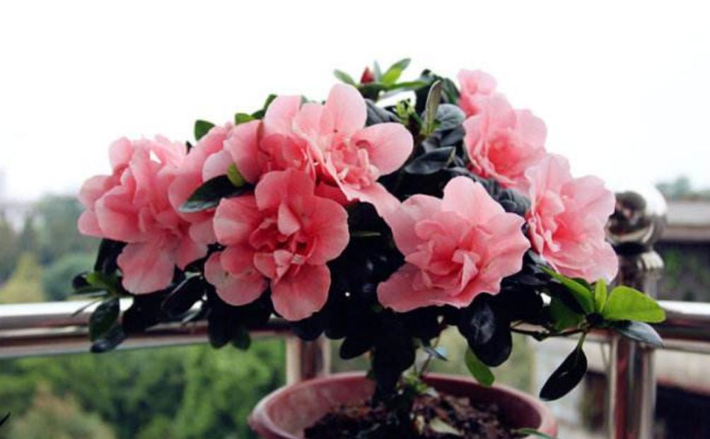 杜鹃花什么虫害会使叶心干枯卷曲,杜鹃花刚长出新叶子卷曲用剪掉吗