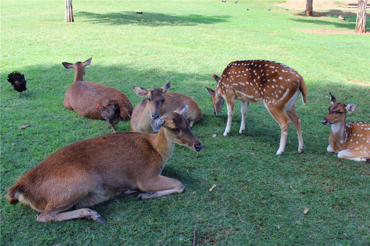 毛里求斯4天游攻略,毛里求斯自由行旅游攻略