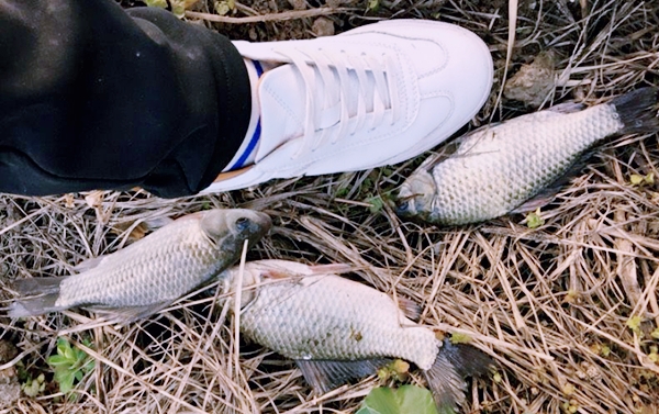 小鲫鱼多怎样才能钓到大鲫鱼,冬天下雨野河钓鲫鱼怎么钓渔获多