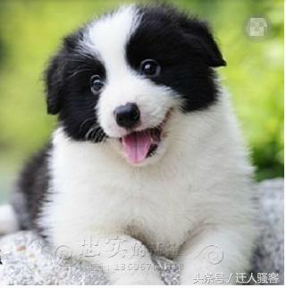 对主人最忠诚的狗小型犬,关于全世界十大名犬排行榜