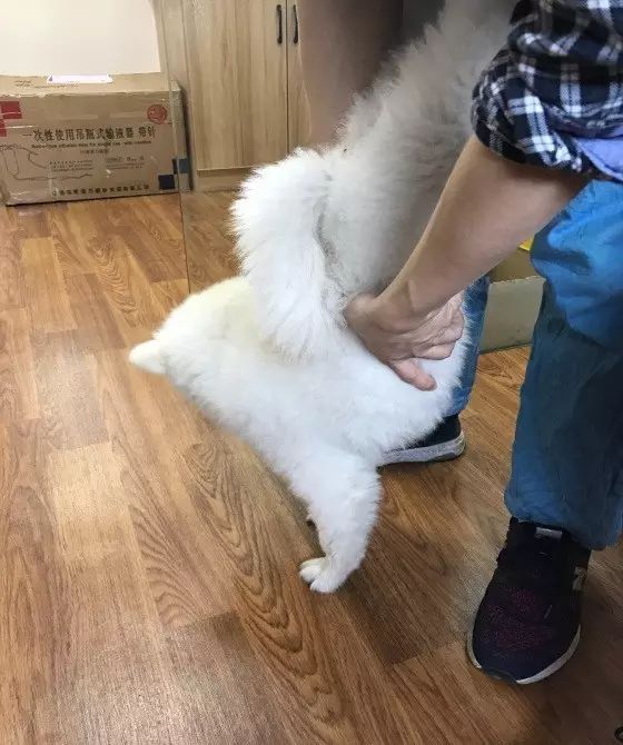 边牧误食葡萄皮,边牧咬小孩的事件