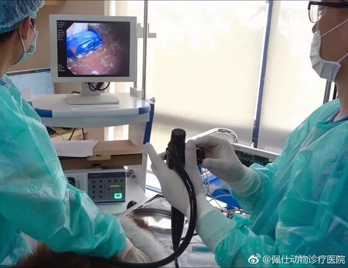 边牧误食玩具怎么办,边牧误食耳塞