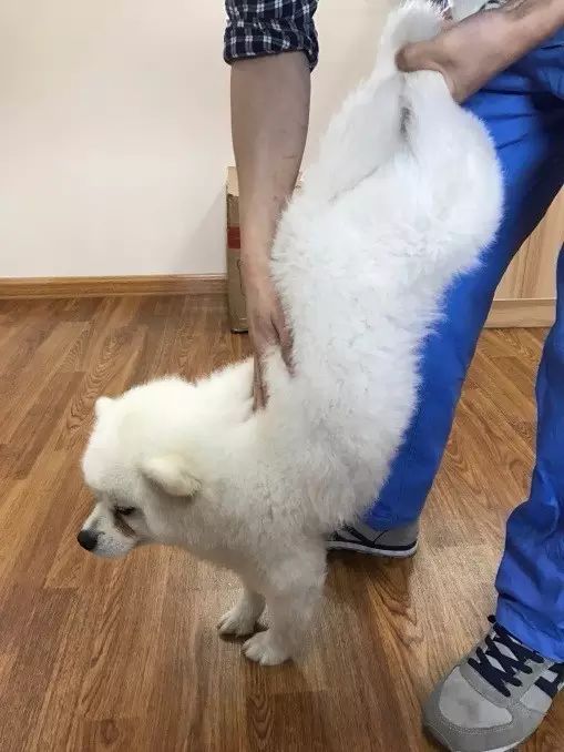 边牧护食被其他狗咬,边牧误食葡萄皮