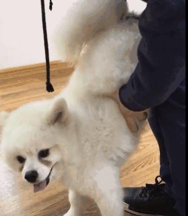 边牧护食被其他狗咬,边牧误食葡萄皮