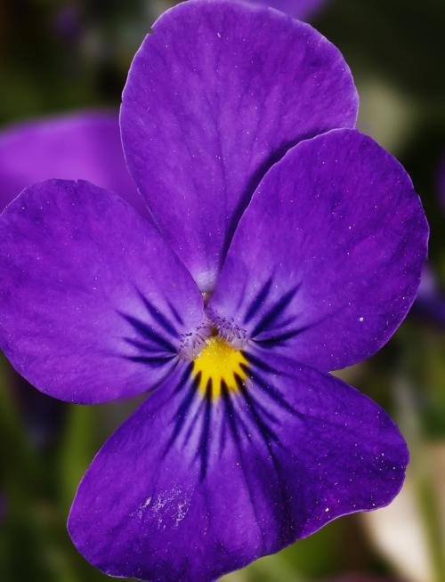 可爱的姑娘笑脸——三色堇花